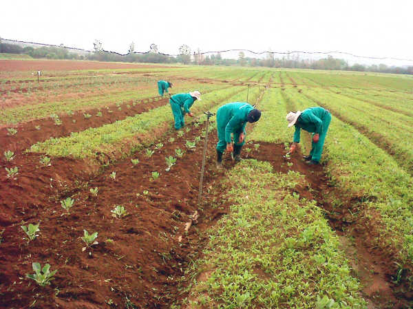 Nigeria, UN collaborate to boost inclusive growth in agriculture sector 