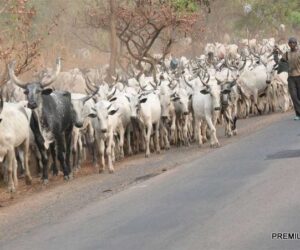 US lawmaker proposes law to sanction Miyetti Allah leaders over attacks in Nigeria