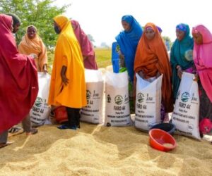 SAPZ showcases rice brown field day, distributes inputs to 9,870 farmers in Kano