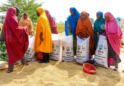SAPZ showcases rice brown field day, distributes inputs to 9,870 farmers in Kano