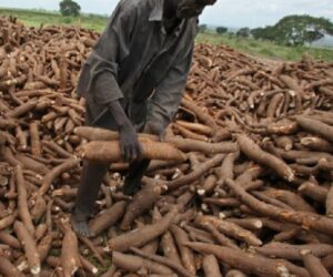 NADF, FCMB partner to support women cassava farmers in Oyo
