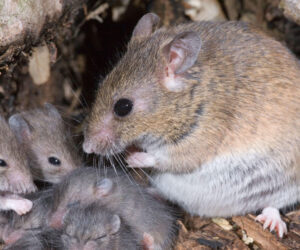 Lassa fever death toll hits 176 as fatality rate worsens — NCDC