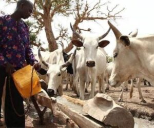 Why Miyetti Allah is at trending and what it means for Nigeria’s agric sector