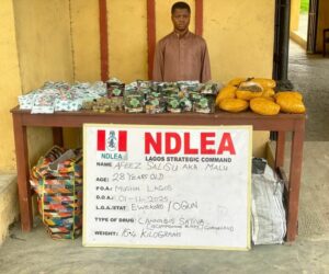 NDLEA Uncovers Fake Medicinal Cannabis In Lagos