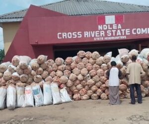 NDLEA Arrests Couple For Allegedly Possessing 360 Bags Of Marijuana In Cross River