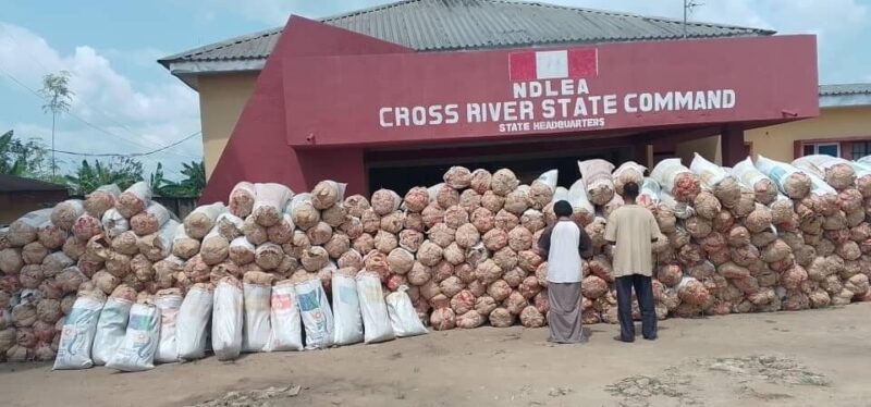 NDLEA Arrests Couple For Allegedly Possessing 360 Bags Of Marijuana In Cross River