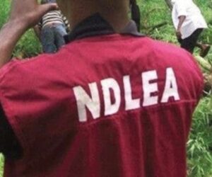 NDLEA Arrests 230 Drug Traffickers, Recovers Drugs, Weapons In Kano 
