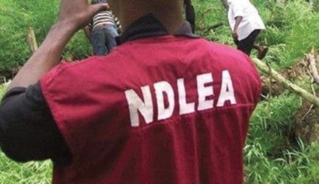 NDLEA Arrests 230 Drug Traffickers, Recovers Drugs, Weapons In Kano 