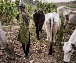 Farmers–Herders Clash in Bauchi Leaves One Dead, Five Arrested – Arise News