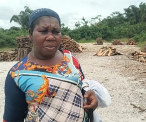 How refinery and highway project wiped out Akwa Ibom’s Stubbs Creek Forest