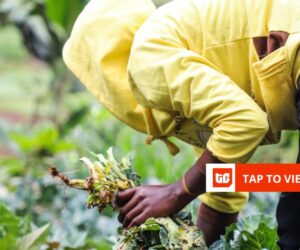 Kenya’s Farm to Feed raises $1.5 million seed funding