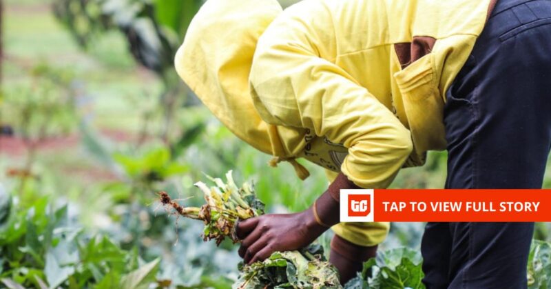 Kenya’s Farm to Feed raises $1.5 million seed funding