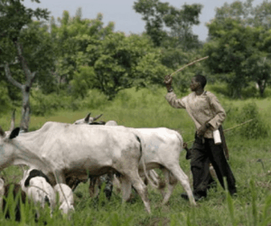 FG denies nationwide ban on open grazing, insists transition to ranching is gradual