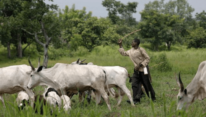 FG denies nationwide ban on open grazing, insists transition to ranching is gradual