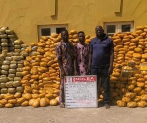 NDLEA Uncovers Illegal Colorado Drug Lab In Lagos, Arrests 30-Year-Old Suspect