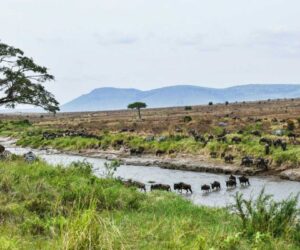 Tanzania Maasai fear VW ‘greenwashing’ carbon credit scheme