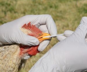 Taraba Confirms Outbreak Of Bird Flu