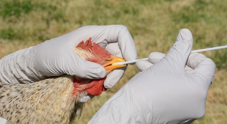 Taraba Confirms Outbreak Of Bird Flu