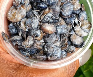 Ever Wondered Why Iru (Locust Beans) Smells? Here’s the Surprising Reason