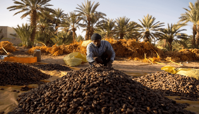 Egypt establishes world’s largest date plantation with 2.3m trees