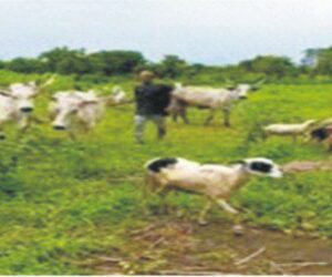 Herder arraigned for open grazing and damaging farm crops in Ondo community
