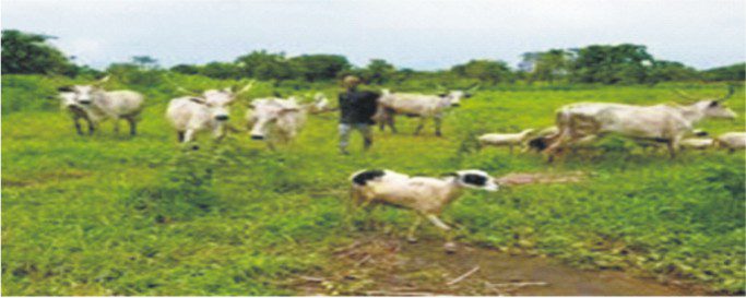 Herder arraigned for open grazing and damaging farm crops in Ondo community