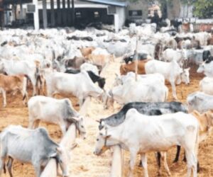 Cattle dealers vow support as Edo moves to strengthen livestock management ‎‎ 