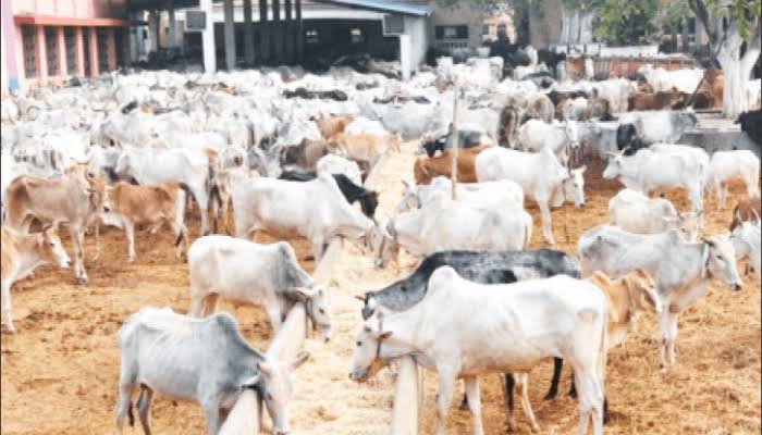 Cattle dealers vow support as Edo moves to strengthen livestock management ‎‎ 