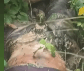 Decomposing body of Lagos commercial motorcyclist found in Ogun forest a week after he went missing