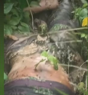 Decomposing body of Lagos commercial motorcyclist found in Ogun forest a week after he went missing