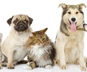 FG begins free vaccination of dogs, cats in Nasarawa