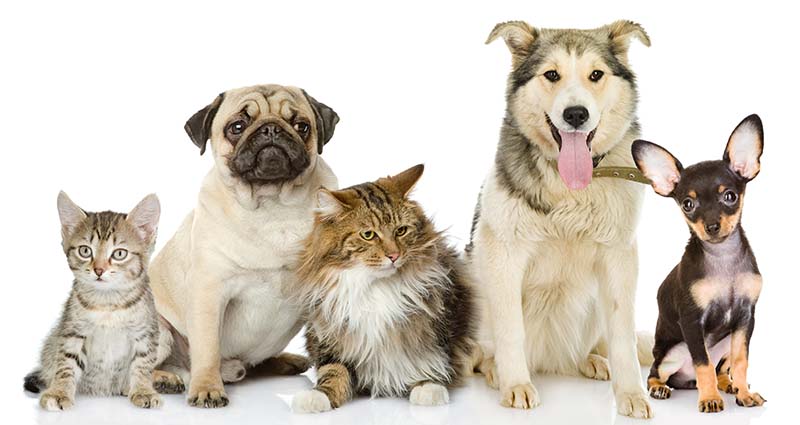 FG begins free vaccination of dogs, cats in Nasarawa