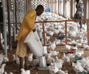 Taraba Imposes Ban On Movement Of Live Birds Amid Bird Flu Outbreak