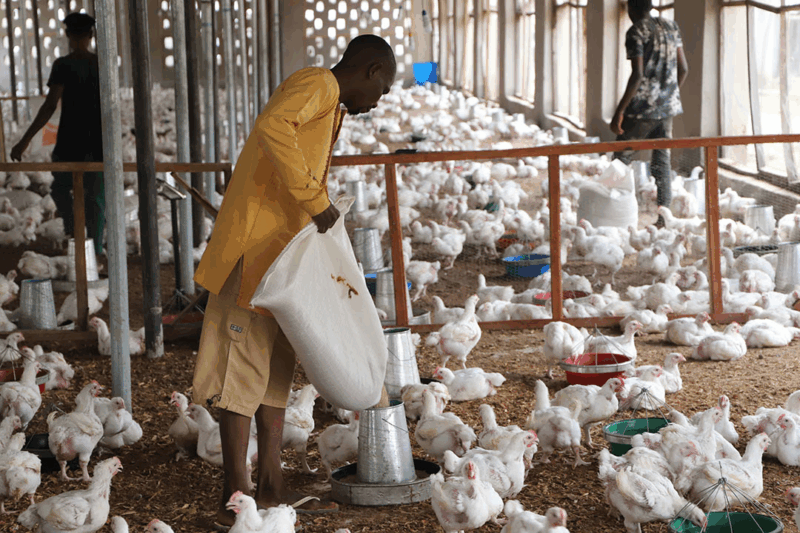 Taraba Imposes Ban On Movement Of Live Birds Amid Bird Flu Outbreak