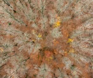 Tree branches to fleece jackets: Chemicals plant in Germany bets on biomass