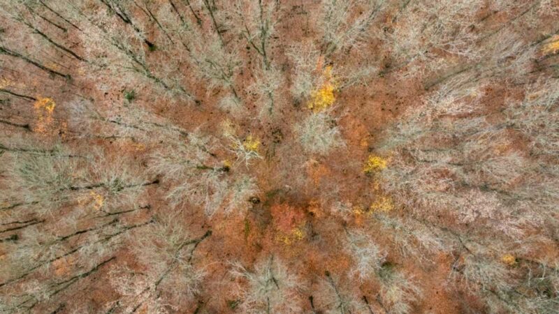 Tree branches to fleece jackets: Chemicals plant in Germany bets on biomass