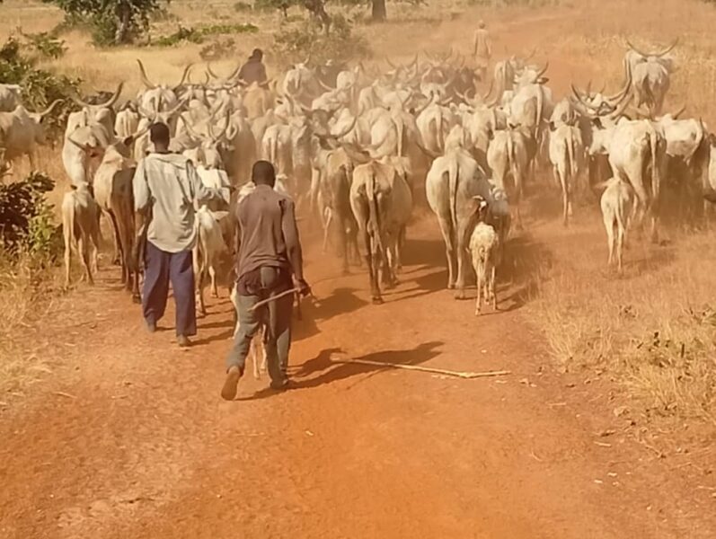 Police foil cattle rustling attempt, kill bandits in Kebbi