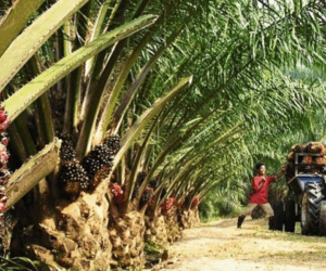 Edo to get boost as Presco secures $100m in FDIs for expansion