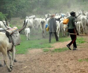 Fulani pastoralists are taxpayers, not terrorists or kidnappers – Group