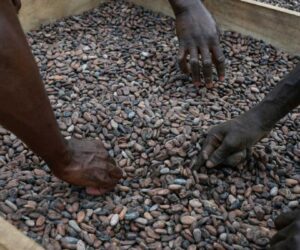 Chocolate prices high before Christmas despite cocoa fall