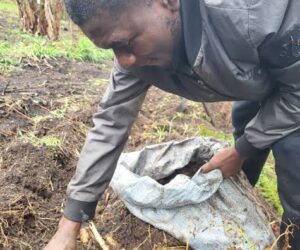 Would you like to become a farmer?