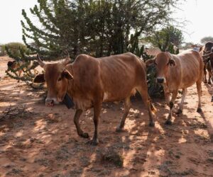 NCLD: Glad tidings on livestock development 