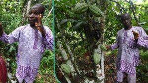 Cocoa Farmers in Nigeria Demand Government Help