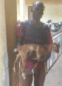 Teen Jailed 6 Months for Stealing Pregnant Goat in Kaduna