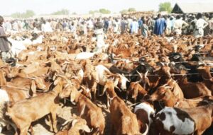 Nigeria and UK Partner on $496M Livestock Production Platform