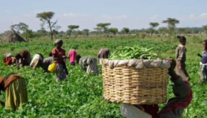 FG, rallies stakeholders to boost inmate rehabilitation via agriculture
