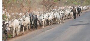 ‘Local militias poisoning our cows, we refuse to be intimidated’ – GAFDAN