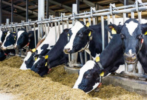 Poor Breeds, Insecurity, Inadequate Funding Stall Nigeria’s Dairy Dreams