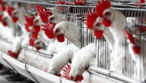 Nigeria releases new chicken breed, 57 crop varieties