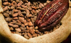 Inside Sunbeth’s push to scale Nigeria’s cocoa exports